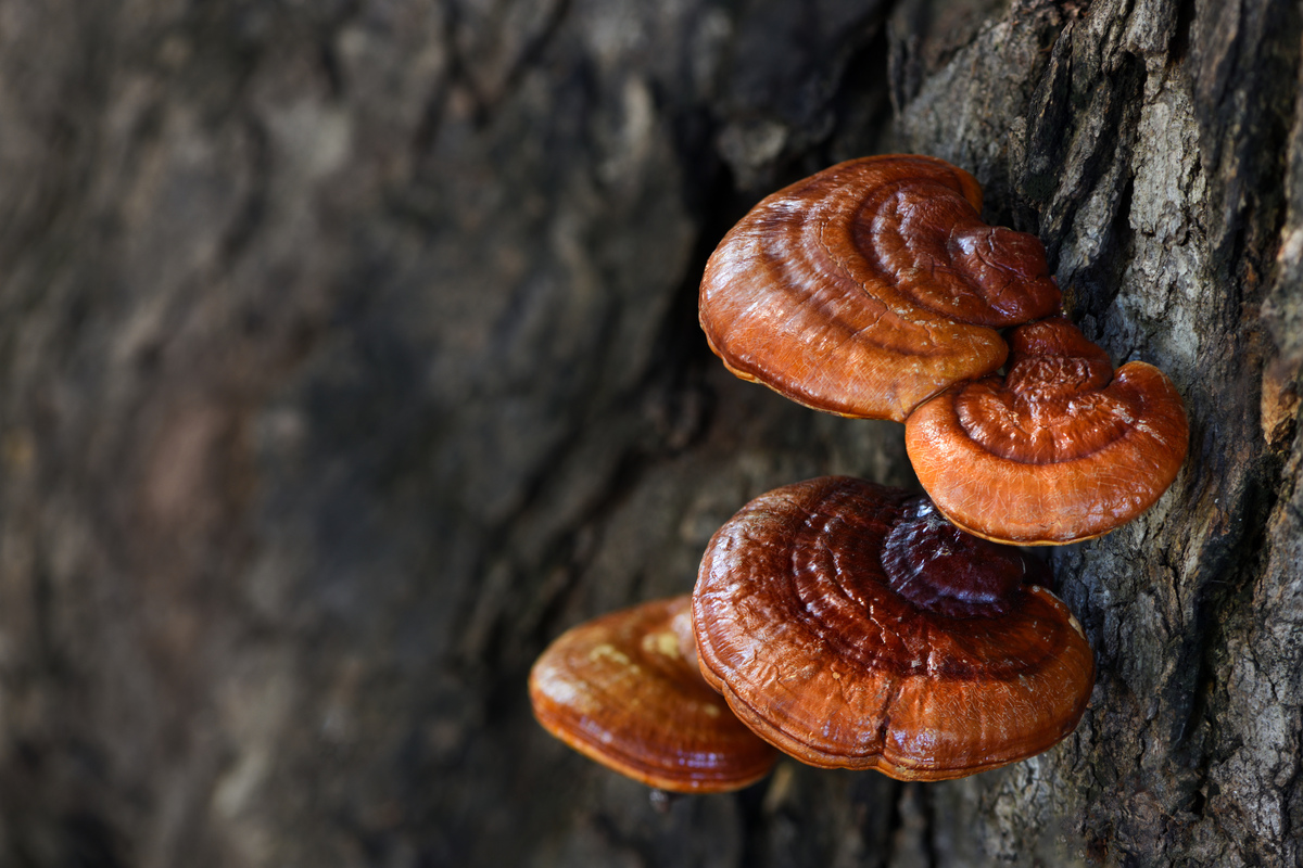 Reishi – božská houba nesmrtelnosti