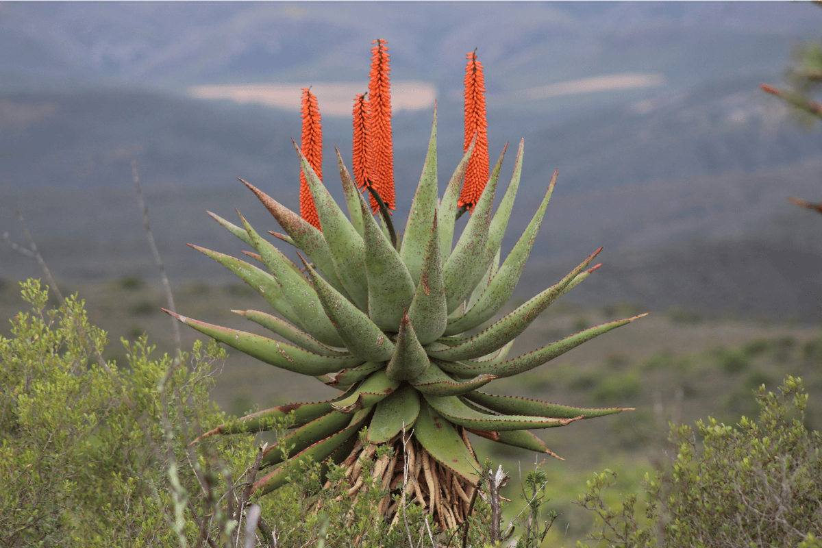 Aloe ferox Juice Organic